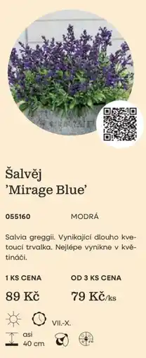 Starkl Šalvěj 'Mirage Blue' nabídka