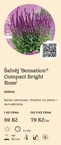 Starkl Šalvěj 'Sensation' Compact Bright Rose' nabídka