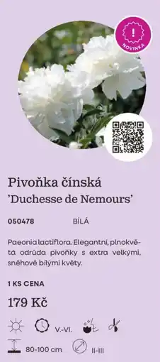 Starkl Pivoňka čínská 'Duchesse de Nemours' nabídka