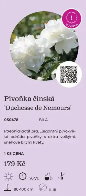 Pivoňka čínská 'Duchesse de Nemours'
