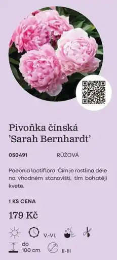 Starkl Pivoňka čínská 'Sarah Bernhardt' nabídka