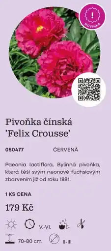 Starkl Pivoňka čínská 'Felix Crousse' nabídka