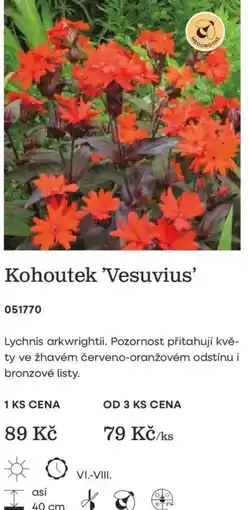 Starkl Kohoutek 'Vesuvius' nabídka