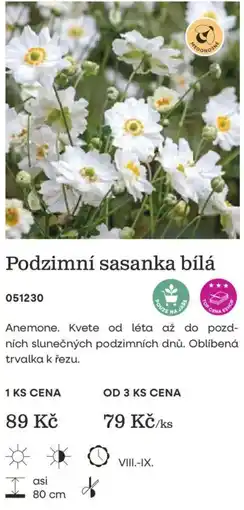 Starkl Podzimní sasanka bílá nabídka
