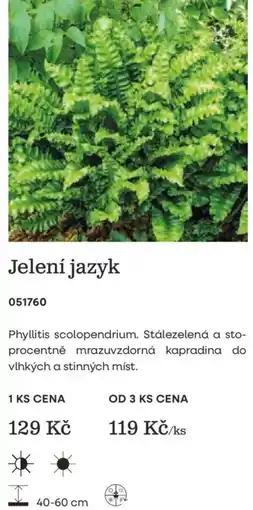 Starkl Jelení jazyk nabídka
