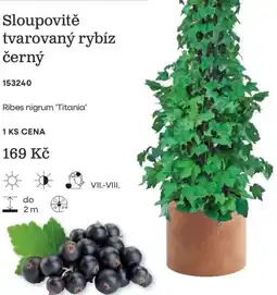 Starkl Ribes nigrum 'Titania' nabídka