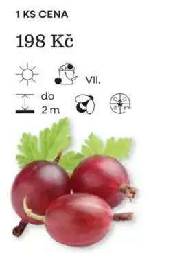 Starkl Cvičná nabídka