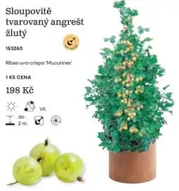Starkl Melconne sloupovitě tvarovaný angrešt žlutý nabídka