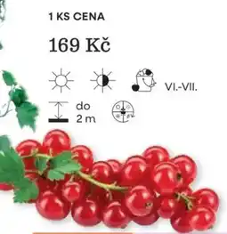Starkl červené hrozny nabídka
