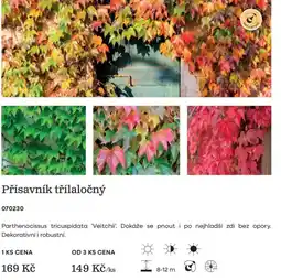 Starkl Přísavník třílaločný nabídka