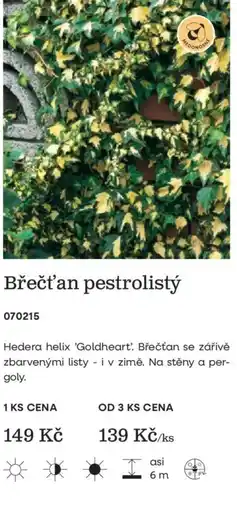 Starkl Břečťan pestrolistý nabídka