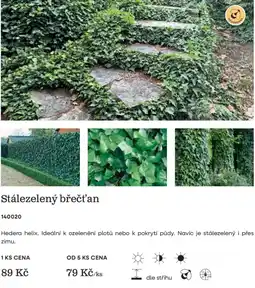Starkl Stálezelený břečťan nabídka