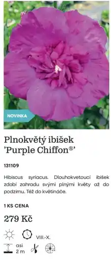 Starkl Purple Chiffon Plnokvětý ibišek nabídka