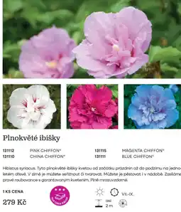 Starkl Plnokvěté ibišky nabídka