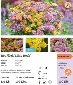 Starkl Řebříček 'Milly Rock' nabídka