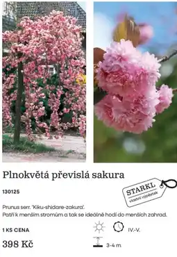Starkl Plnokvětá převislá sakura nabídka
