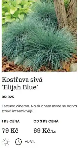 Starkl Kostřava sivá 'Elijah Blue' nabídka