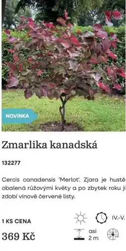 Starkl Zmarlika kanadská nabídka