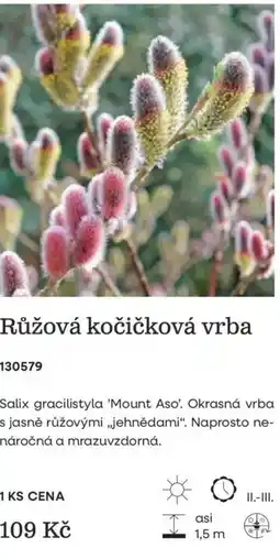 Starkl Růžová kočičková vrba nabídka