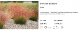 Starkl Festuca 'Sunrise' nabídka