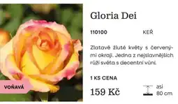 Starkl Gloria Dei nabídka