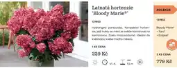Starkl Latnatá hortenzie 'Bloody Marie nabídka