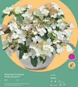 Starkl Girlandová hortenzie 'Bridal Bouquet®' nabídka