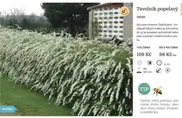 Starkl Tavolník popelavý nabídka