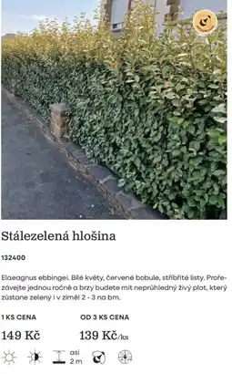 Starkl Medonosné Stále zelená hlošina nabídka