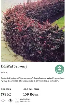 Starkl Dřišťál červený nabídka