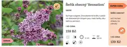 Starkl Šeřík obecný 'Sensation' nabídka