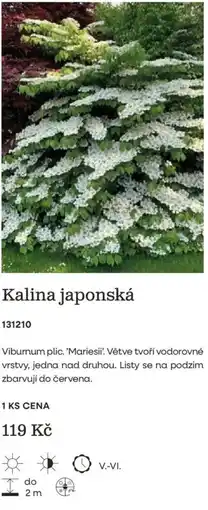 Starkl Kalina japonská nabídka