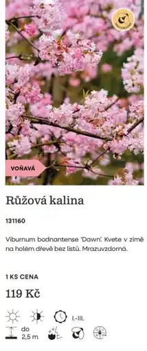 Starkl Růžová kalina nabídka