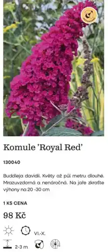 Starkl Komule 'Royal Red' nabídka