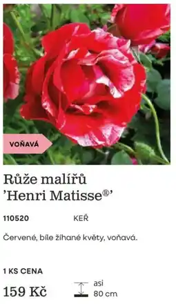 Starkl Růže malířů 'Henri Matisse nabídka