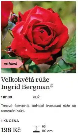 Starkl Velkokvětá růže Ingrid Bergman nabídka