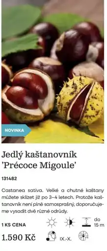 Starkl Jedlý kaštanovník 'Précoce Miguole' nabídka