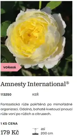 Starkl Amnesty International nabídka