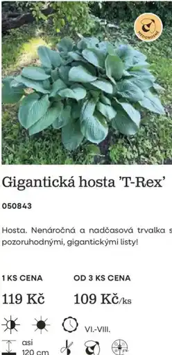 Starkl Gigantická hosta 'T-Rex' nabídka