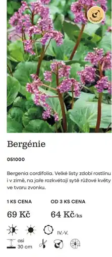 Starkl Bergénie nabídka