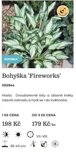 Starkl Bohyška 'Fireworks' nabídka