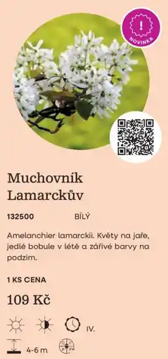 Starkl Muchovník Lamarckův nabídka
