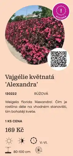 Starkl Vajgélie květnatá 'Alexandra' nabídka