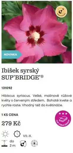 Starkl Sup'bridge' ibišek syrský nabídka