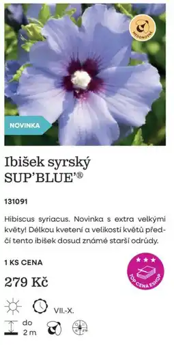 Starkl Ibišek syrský SUP'BLUE' nabídka