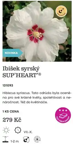Starkl Sup'heart' ibišek syrský nabídka