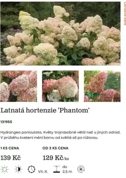 Starkl Latnatá hortenzie 'Phantom' nabídka