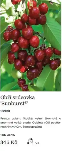 Starkl Obří srdcovka 'Sunburst nabídka
