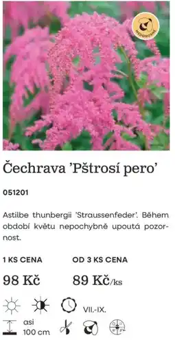 Starkl Čechrava 'Pštrosí pero' nabídka