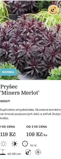 Starkl Pryšec 'Miners Merlot' nabídka